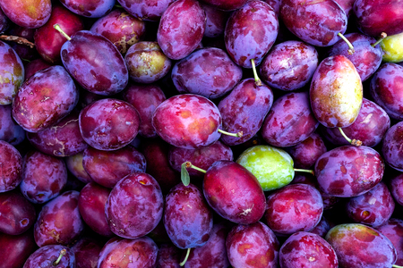 Background of fresh damson plums with stalks.の写真素材