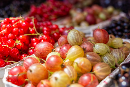 Fresh redcurrant and gooseberries in paper trays at market.  Background.の写真素材
