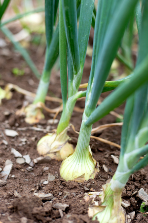 Closeup of onions growing in soil.の写真素材