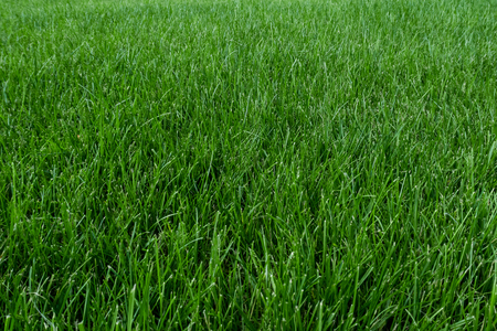 Fresh green lawn background.