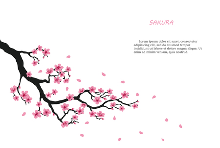 Flowering branch of sakura on a white background. Vector illustrationのイラスト素材
