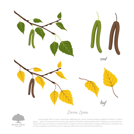 Birch branch on a white background . Autumn and summer birch . The seeds and leaves. Vector illustrationのイラスト素材