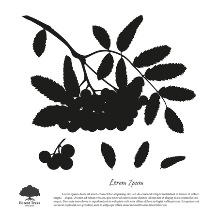 Silhouette of branch of rowan on a white background. Autumn and summer mountain ash. Vector illustrationのイラスト素材