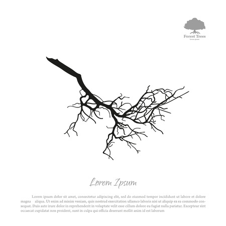 Branch of an old tree forest. Black silhouette on a white background. illustrationのイラスト素材