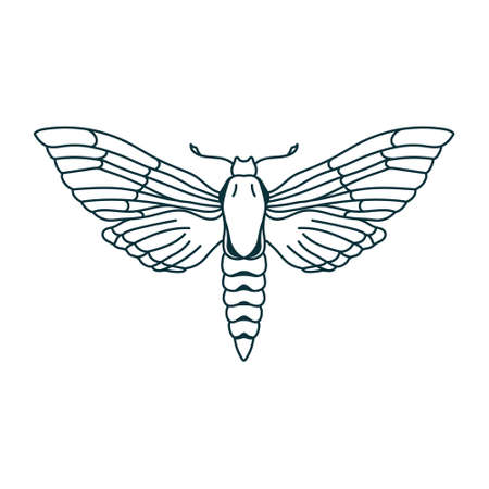 Outline moth drawing. Isolated butterfly icon. Contour insect template. Magician linear templateのイラスト素材