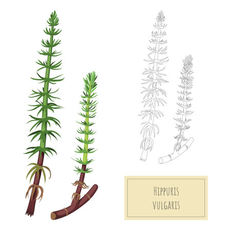 Isolated aquarium plant. Cartoon drawing of aquatic herb. River grass outline art. Water floristic objectのイラスト素材