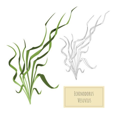 Isolated aquarium plant. Cartoon drawing of aquatic grass. River grass outline and colorful art. Underwater decoration objectのイラスト素材