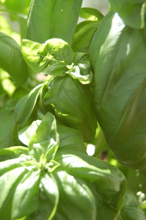 Basil up closeの写真素材