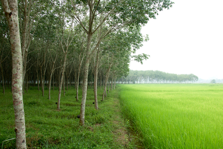 Rice field and rubber treesの写真素材