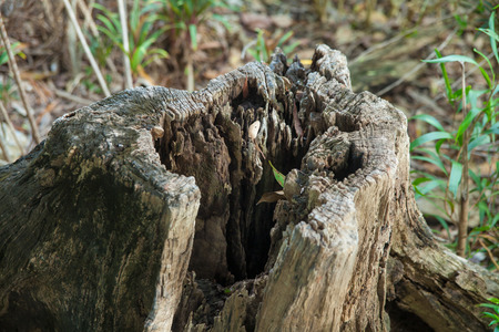 Tree stump in the parkの写真素材