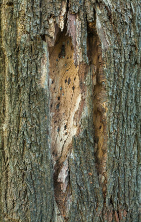 Close up to bark texture of treeの写真素材