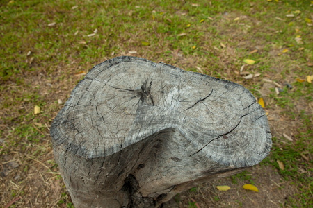 Tree stump in the parkの写真素材