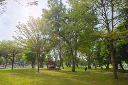 Beautiful Tree in the parkの写真素材