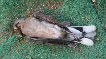 Dead Pigeon on city Street , Thailandの写真素材