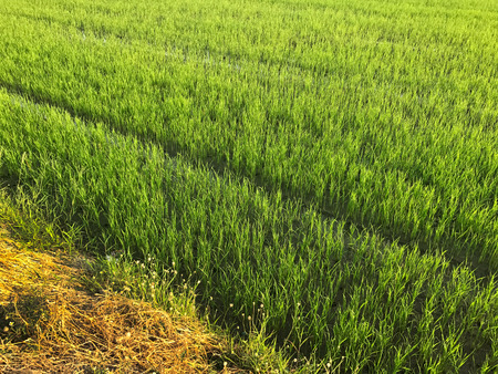 Green rice field in the morning at pathumthani, Thailandの写真素材
