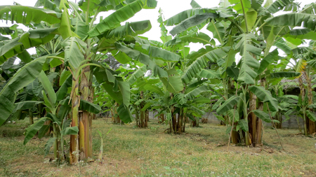 Banana tree plantation farm in the thailandの写真素材