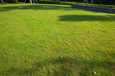 Green grass in garden in the parkの写真素材
