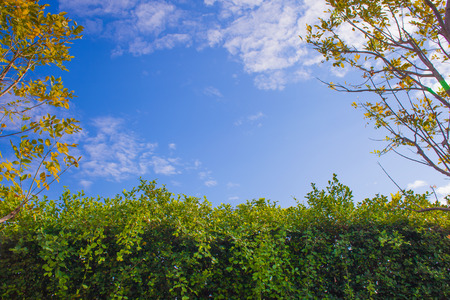 outdoor beautiful Green bush wall at thailandの写真素材