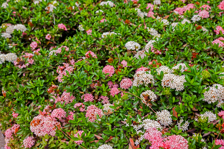Ixora bush in the garden at thailandの写真素材