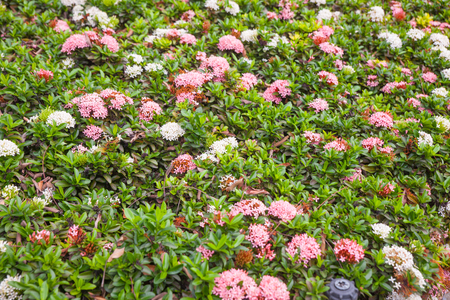 Ixora bush in the garden at thailandの写真素材