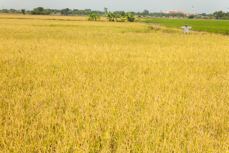 beautiful Green rice fields in ayutthaya thailand の写真素材