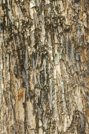 outdoor old Wood bark texture backgroundの写真素材