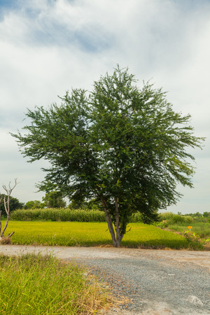 Big tree near local streetの写真素材