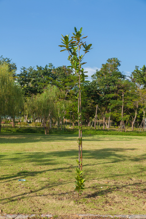 Tree in the green grass field at thailandの写真素材