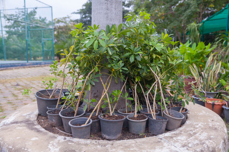 Little Othalanga tree in the black pot の写真素材
