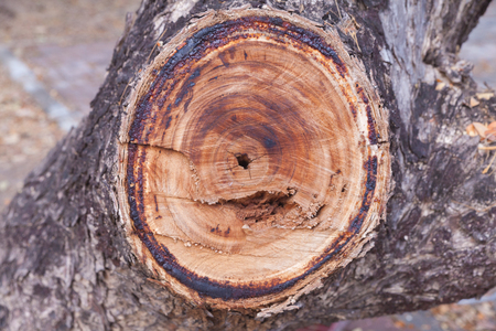 Cross section of old tree trunk in thailandの写真素材