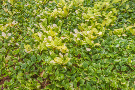 Epipremnum aureum outside the park in thailandの写真素材