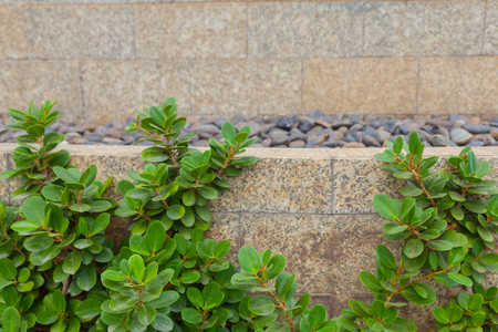 outdoor Curve brick wall plant at thailandの写真素材