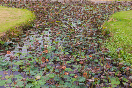 outdoor Dry lotus in the pond at thailandの写真素材