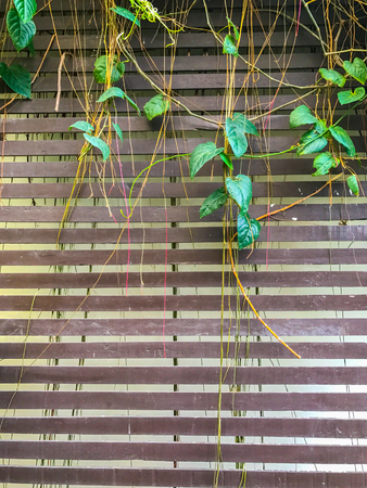 Flowers in pot hanging on the wood panel wallsの写真素材
