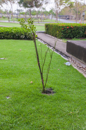 Rain fall and little tree at the parkの写真素材