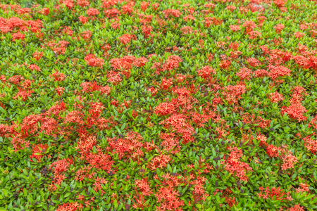 outdoor Ixora bush in the garden at thailandの写真素材