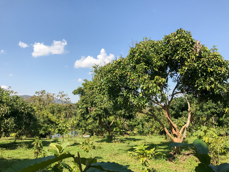 farm Lychee tree at noon in Chiangrai Thailandの写真素材
