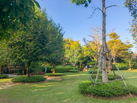 outdoor Tree at the park in thailandの写真素材