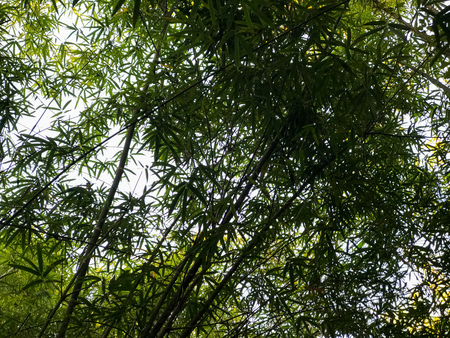 outdoor beautiful Bamboo tree at the parkの写真素材
