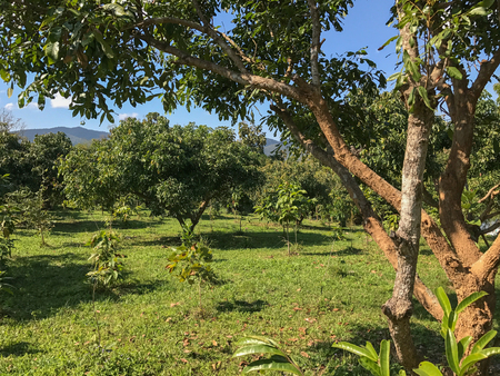 farm Lychee tree at noon in Chiangrai Thailandの写真素材