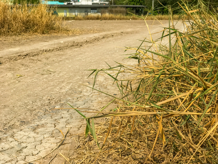 Dirt tire track in local country at thailandの写真素材
