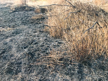 Burning dry grass and reeds in thailandの写真素材