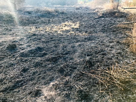 Burning dry grass and reeds in thailandの写真素材
