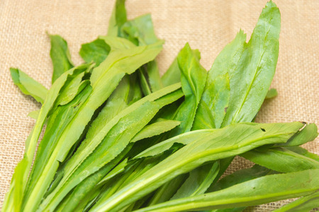 close up of culantro on sack at thailandの写真素材