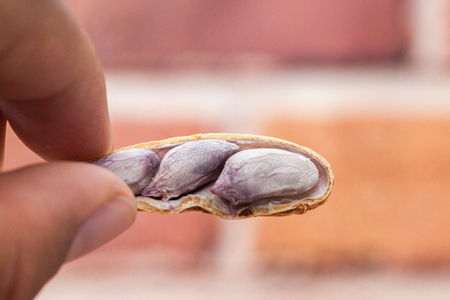 close up of boiled peanuts in thailandの写真素材