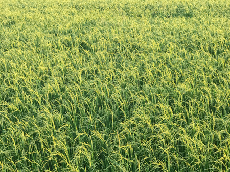 nice rice field at evening in thailandの写真素材