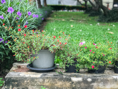 garden zone outside the building, flower in the potの写真素材