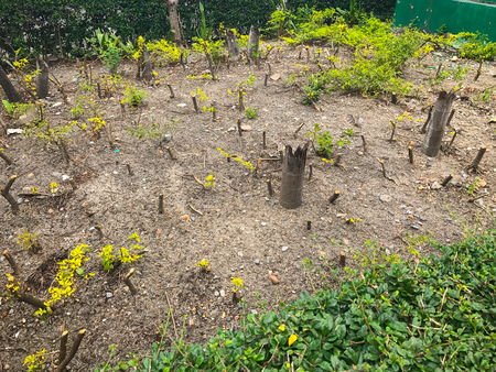 outdoor little tree stumps in the gardenの写真素材