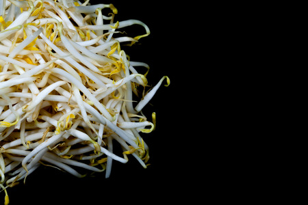 close up mung bean sprout on black backgroundの写真素材