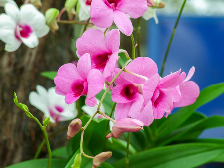 purple Orchids on a branch at the gardenの写真素材